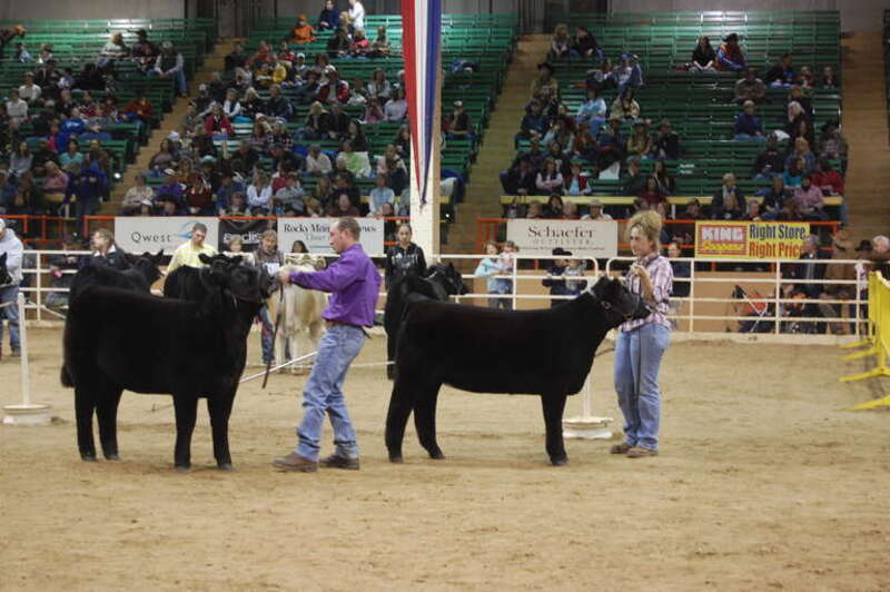 Cow contest at the National Western Stock Show in the Stadium Arena