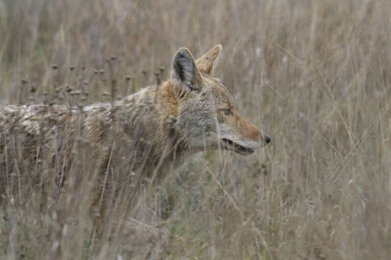 Wichita Mountains Wildlife Refuge

SW Oklahoma