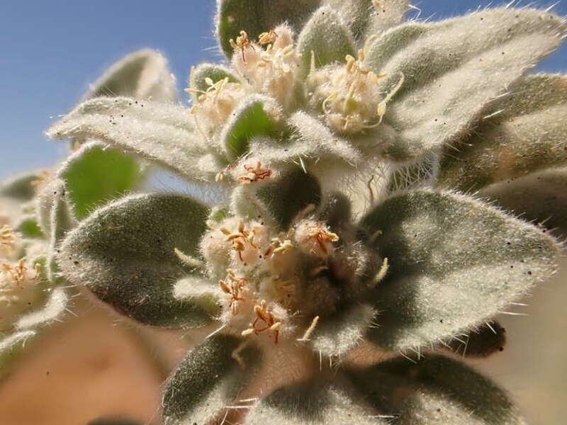 Turkey mullein consistently abundant over the decades along the American River trail system in the Sacramento area of California.