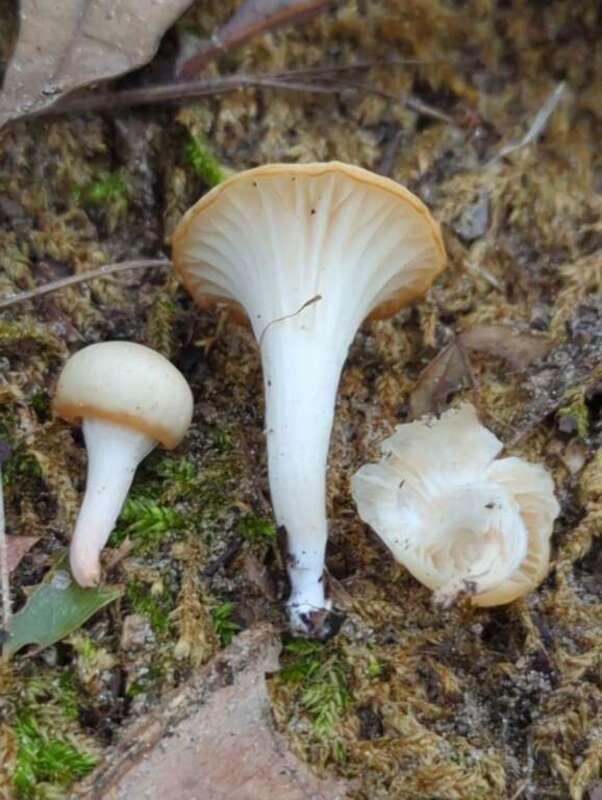 Cedarwood Waxcap (Cuphophyllus russocoriaceus)