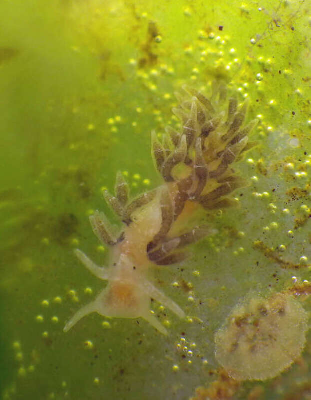 Cuthona perca from Lake Merritt, Oakland, California