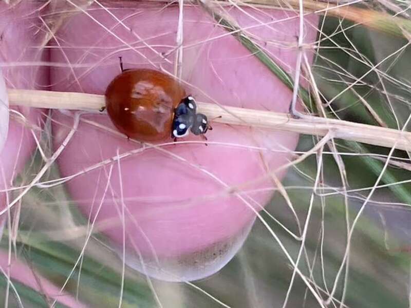 Spotless Lady Beetle (Cycloneda sanguinea)