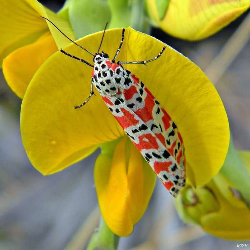 A day flying Bella moth (Utetheisa ornatrix) seeks shelter on a rattlebox blossom (Crotalaria sp.) during a brief sun shower at Juno Dunes Natural Area. Pyrrolizidine alkaloids in the Crotalaria plants and seeds end up in the larva and adult Bella