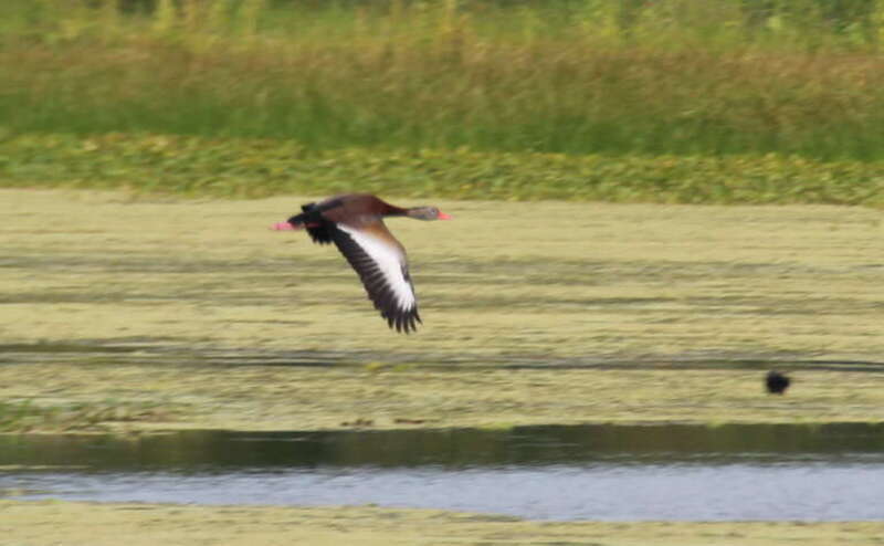Black-bellied Whistling-Duck, flying