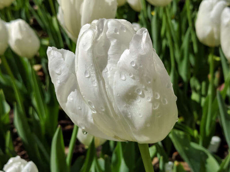 Descanso Gardens is a 150 acres botanical garden located in La Cañada Flintridge, Los Angeles County, California.