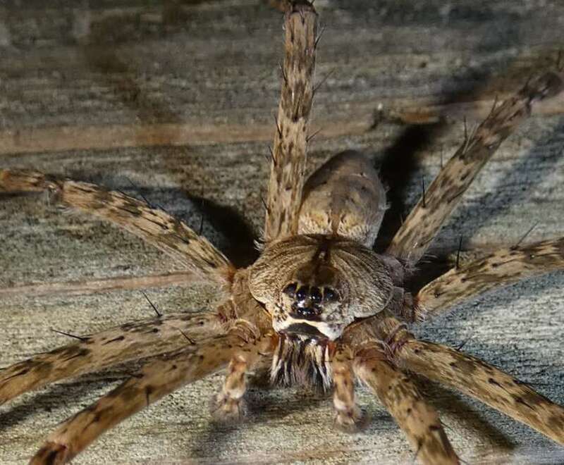 White-banded Fishing Spider (Dolomedes albineus)