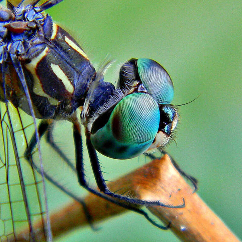 A Blue Dasher dragonfly with pencil-thin mustache perched on a reed at Grassy Waters Preserve, West Palm Beach, Florida August 2010