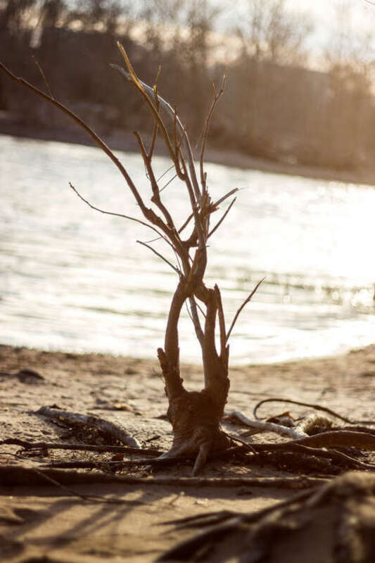 500px provided description: A lonely tree on the river. [#sunset ,#nature ,#river ,#tree ,#wood ,#exploration ,#pipeline ,#twig ,#roots ,#driftwood ,#richmond ,#wanderlust ,#rva ,#goldenhour]