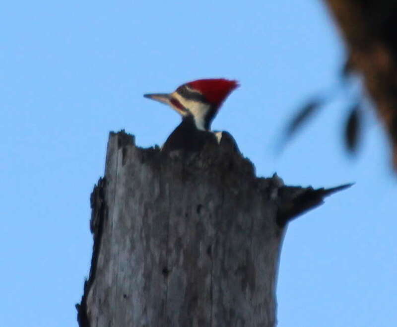 Pileated Woodpecker (male)