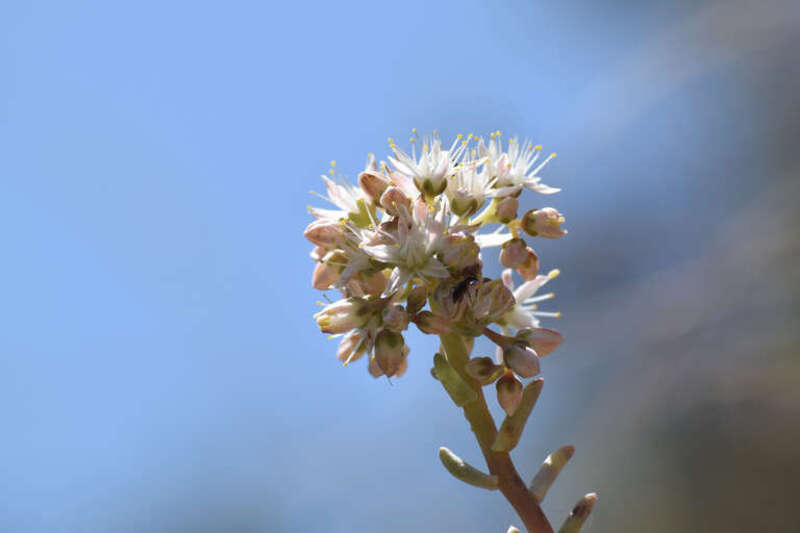 San Gabriel Mountains dudleya (Dudleya densiflora)