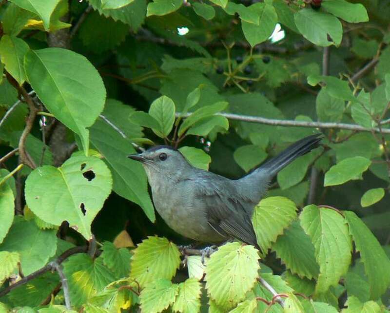 A Gray Catbird at Wildwood Preserve Metropark, Toledo, Ohio, USA.