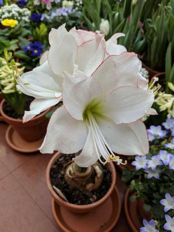 The 2019 Dutch Connection at George Eastman Museum