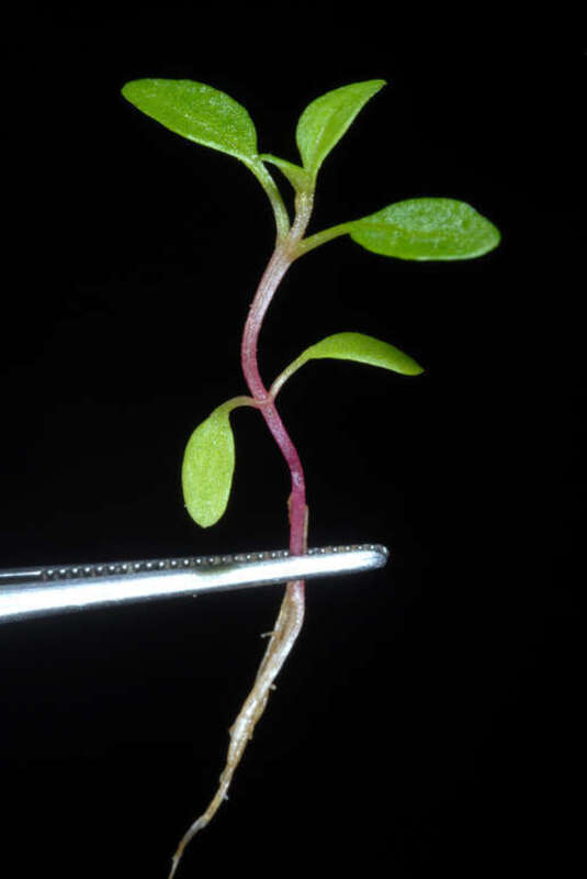 Dysphania ambrosioides, seedling.