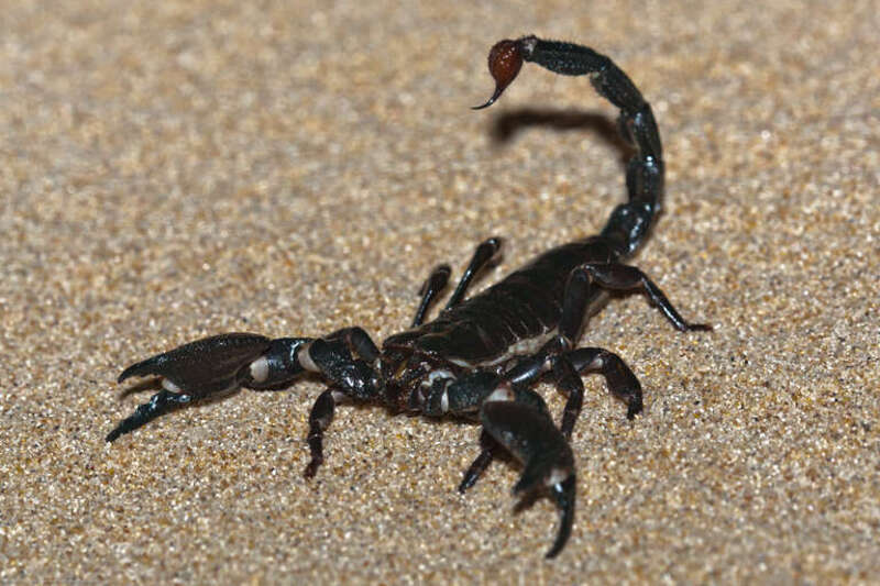 This emperor scorpion or imperial scorpion (Pandinus imperator) is a species of scorpion native to Africa.