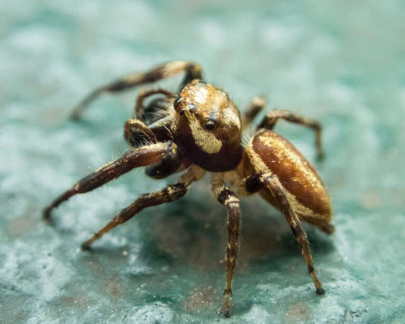 Male Bronze Jumping Spider (Eris militaris)