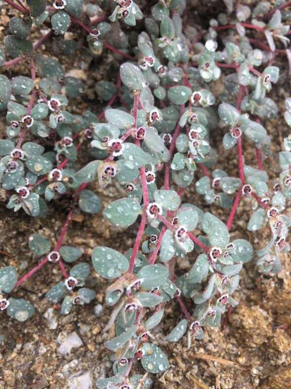 Red-gland Spurge (Euphorbia melanadenia). Species of plant.