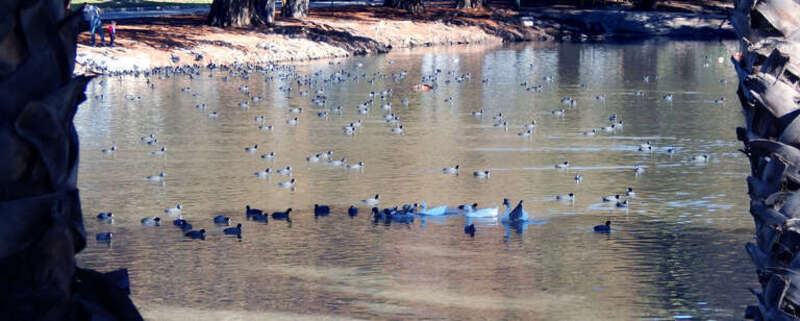 water fowl (e.g., ducks, geese) on Fairmount Lake, Fairmount Park, Riverside, California, USA