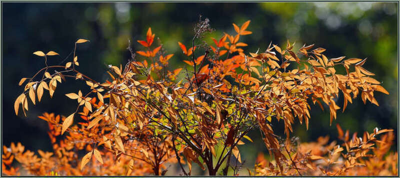 500px provided description: These are the first fall color I've seen this year, and it's almost Dec. [#autumn ,#yellow ,#leaves ,#fall ,#orange ,#california ,#fall color ,#sigma 120-400 ,#los angeles arboretum]
