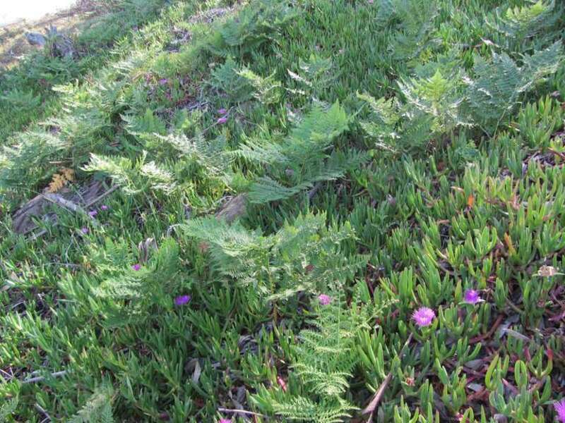 An interesting community of ferns and ice plant growing under Eucalyptus trees on the steep hillside of Grand View Park, Sunset district, San Francisco.