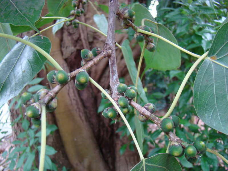 Immature fruits on the Sacred Fig (Ficus religiosa) tree in the Flamingo Gardens, Davie, Florida.