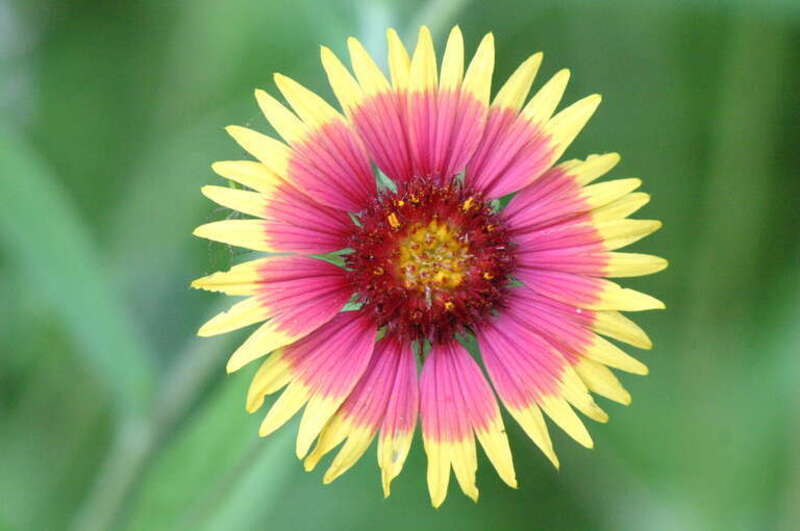 Flower of Firewheel, also known as Indian Blanket (Gaillardia pulchella)  at Onion Creek Hike and Bike Trail, McKinney Falls State Park, Austin, Texas, USA