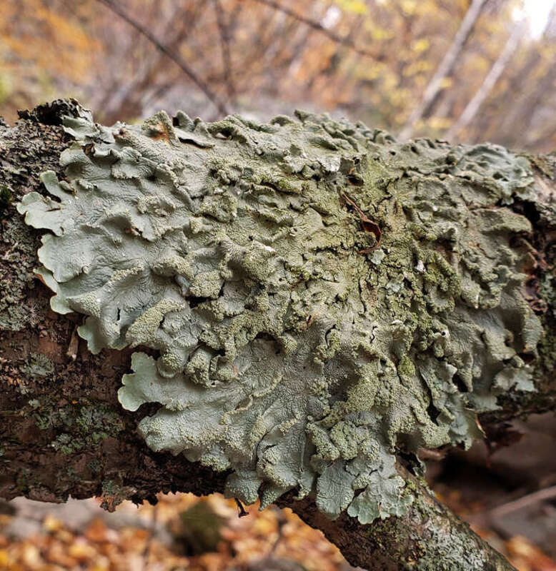 common greenshield lichen (Flavoparmelia caperata)