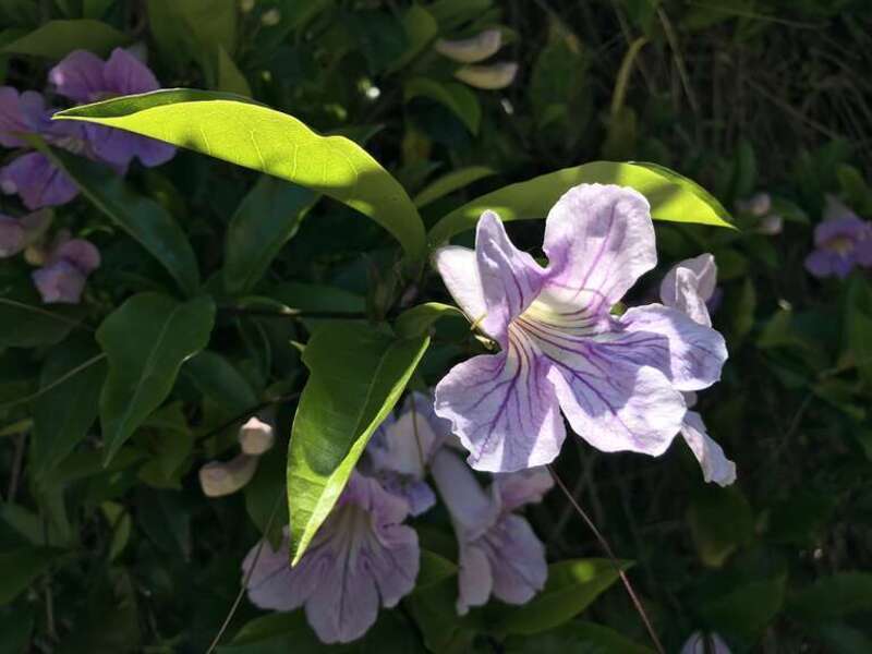 Irvine Regional Park
Queen of Sheba Vine
Podranea ricasoliana

Sounds like:  paw' dray nee' a --- ree' ka so' lee aah' na