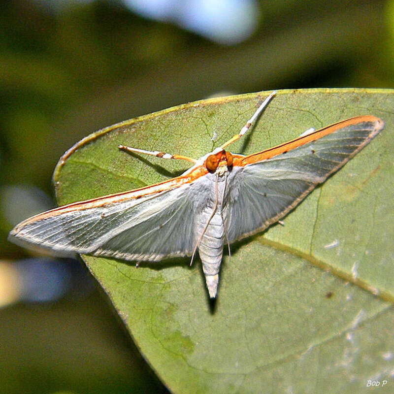Hiding under a leaf on a shaded maritime coastal hammock path along the East (ocean trail) at Juno Dunes. I don't see well anyway so I had no idea what this was until I got home! Flash was used. Thanls to Rich (crookrw) for the identification.