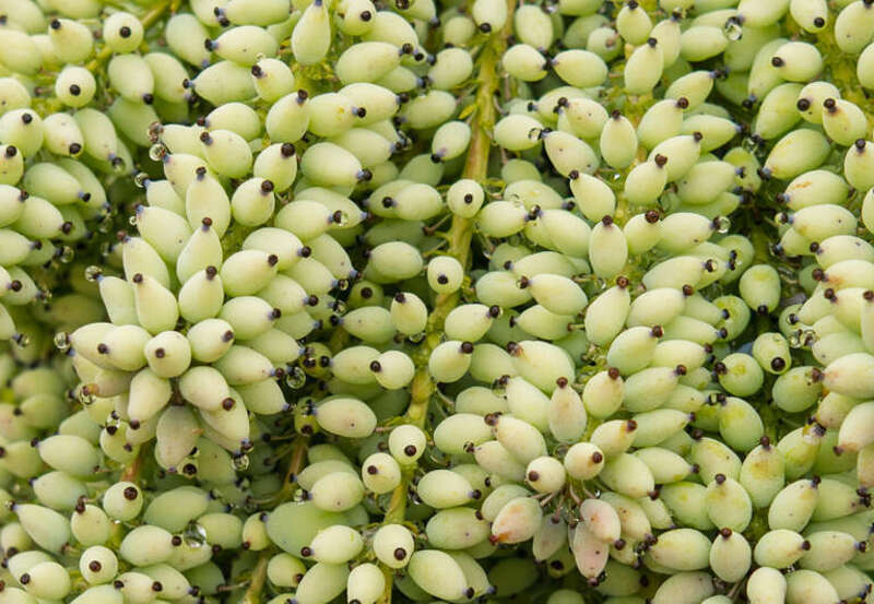 Fruits of Mahonia lomariifolia at Luther Burbank Home and Gardens, Santa Rosa, California.