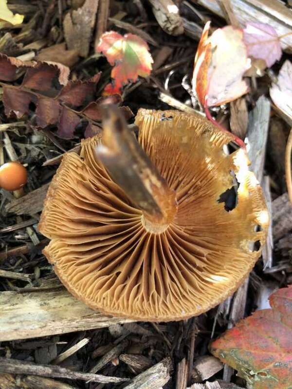 Funeral Bell (Galerina marginata)
