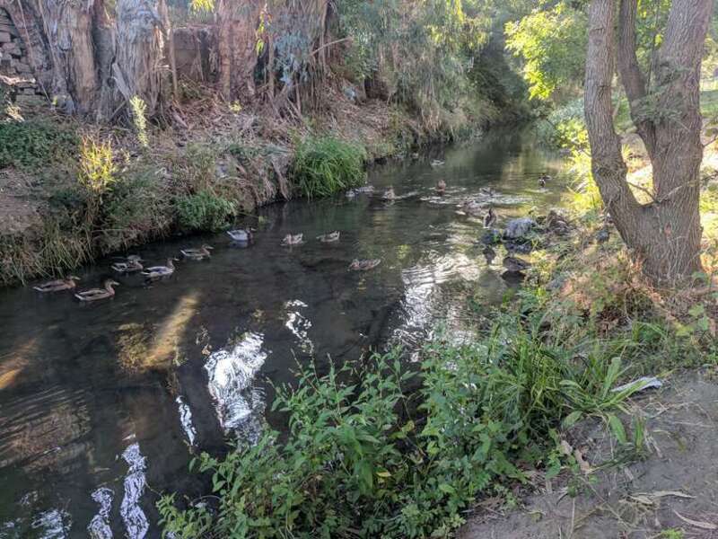 San Mateo Creek, looking downstream within Gateway Park with ducks, west of US 101.