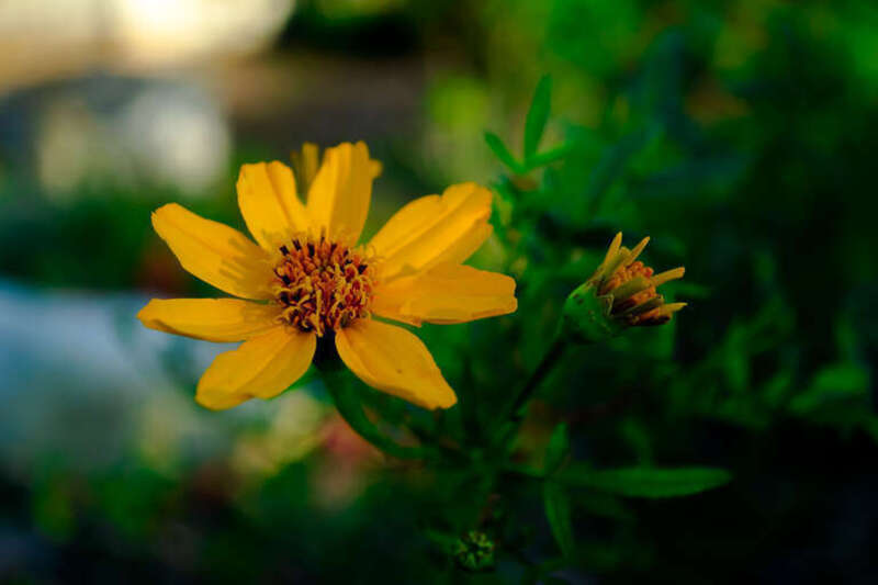 500px provided description: Mexican bush marigold, with three different stages of bloom in view. A bud, partially open, and open. [#nature ,#flower ,#gold ,#plant ,#green ,#close up ,#focus ,#bloom ,#depth of field ,#lush ,#marigold ,#bush marigold]
