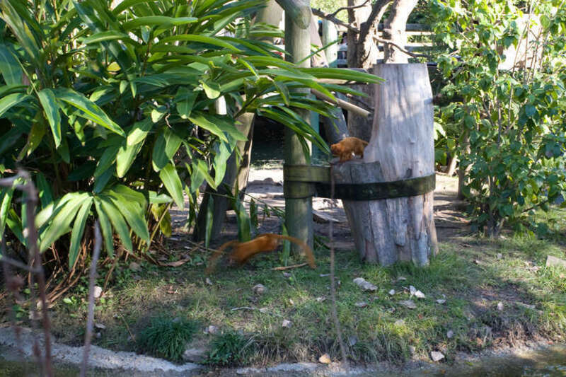 Golden Tamarins at Audubon Zoo.jpg Golden Tamarins at Audubon Zoo, New Orleans