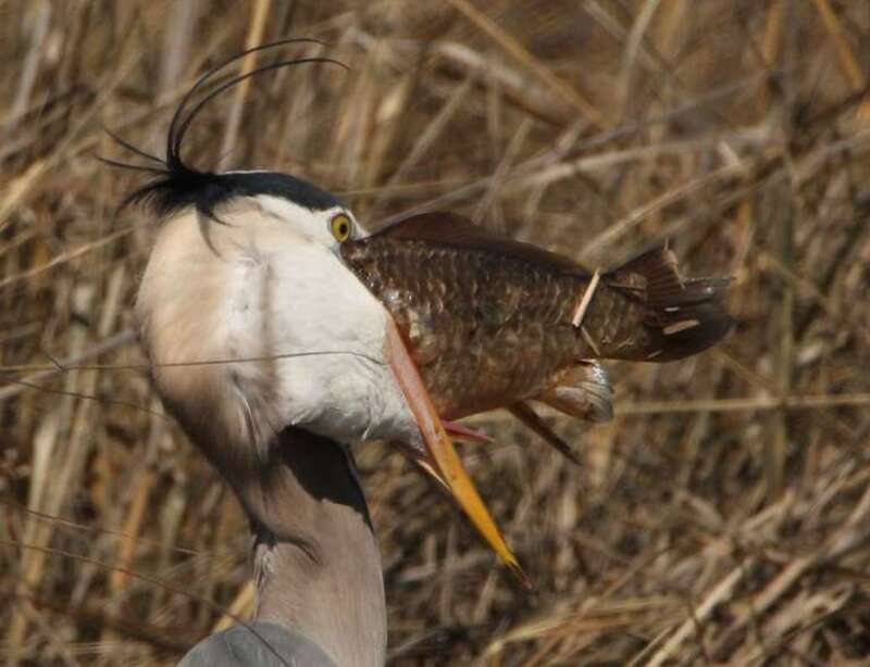 Great blue heron holding a large fish in its mouth at John Heinz National Wildlife Refuge in Philadelphia, Pennsylvania.

Credit: Frank Miles/USFWS