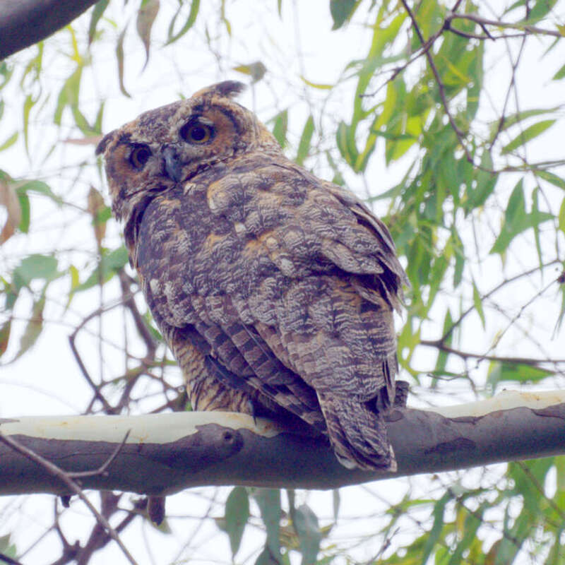 Huntington Central Park