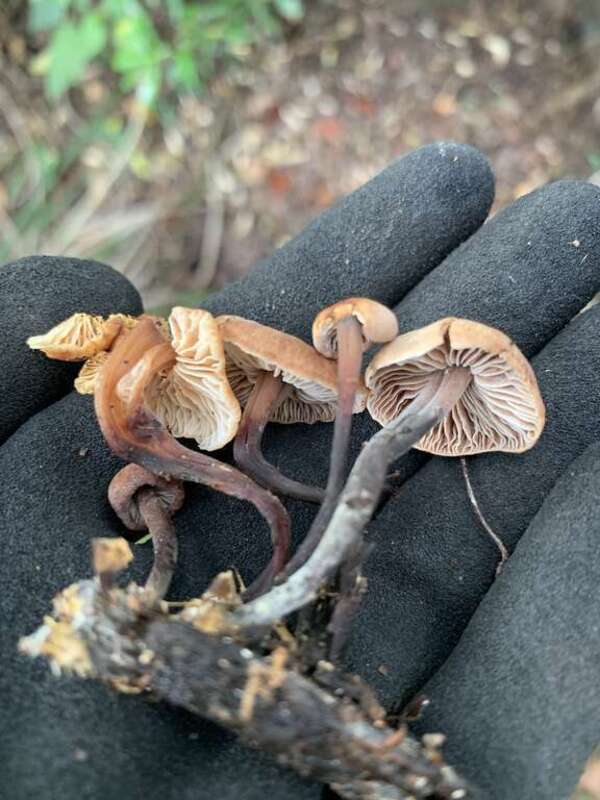 Cabbage Parachute (Gymnopus brassicolens)