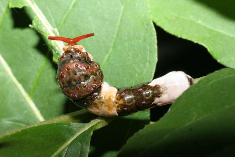 Individual with red osmeterium everted in response to being touched.