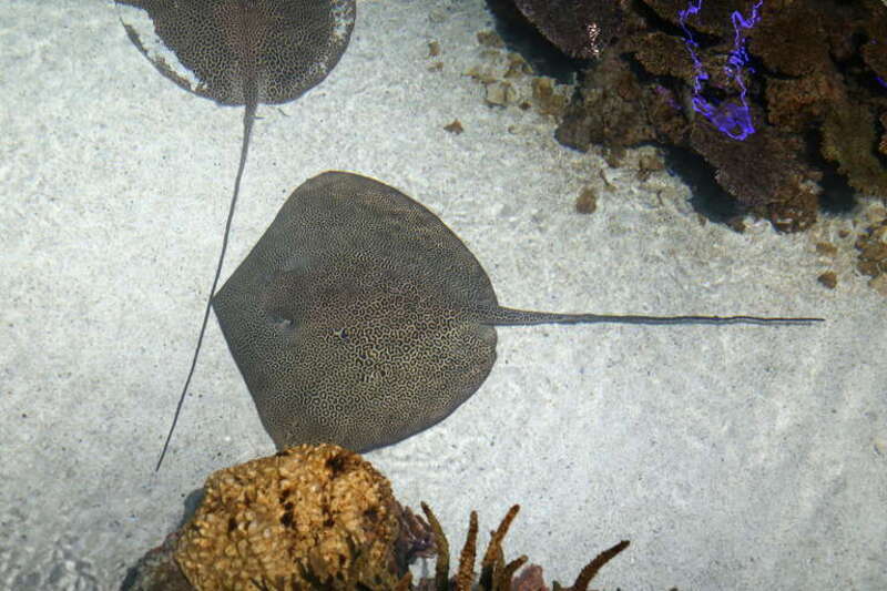 Leopard whipray (Himantura leoparda) at the National Aquarium, Baltimore, MD
