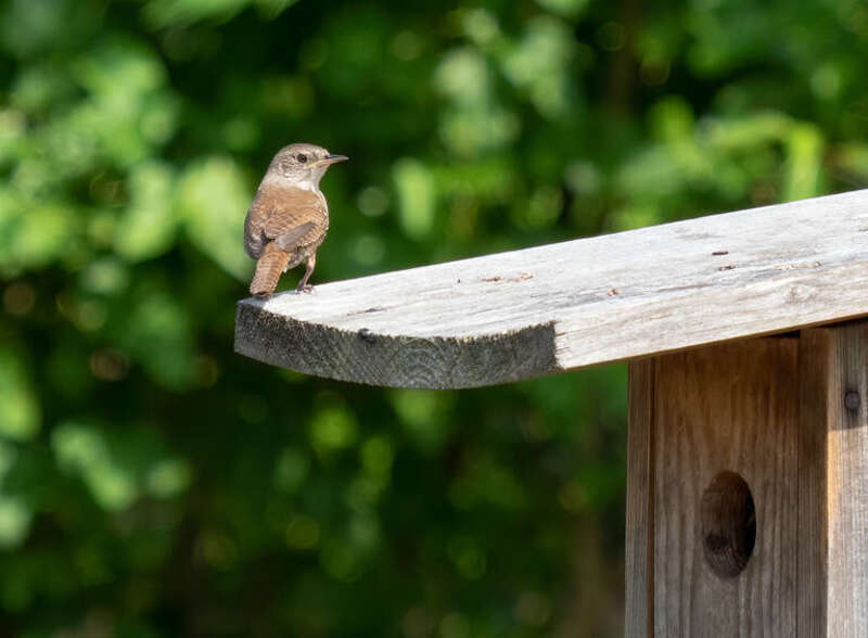 House wren atop its nest box in Jamaica Bay Wildlife Refuge