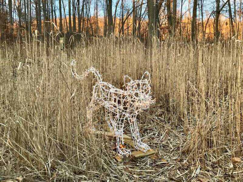 Hubbard Park Festival of Silver Lights 20181229 Big Cat