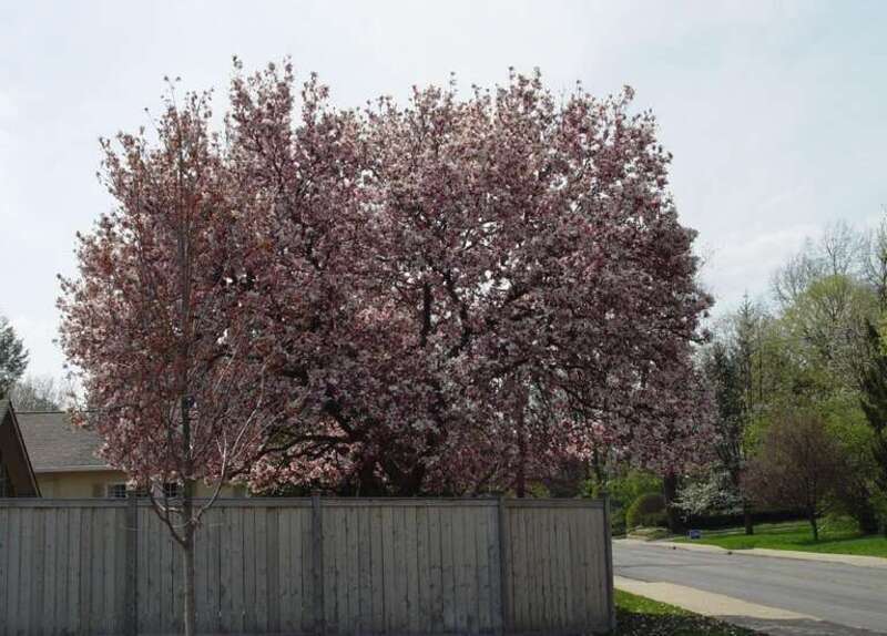 On my way home. one Sunny day out of the month.... grabbed my cam and started snapping from the car. 

this is photo'd a bit  to remove electrical wires
