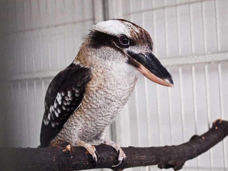 One of Australia's most famous natives at the Pittsburg National Aviary.