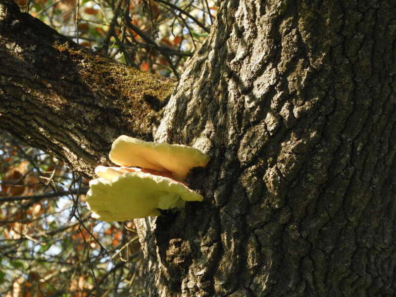 Western Hardwood Sulphur Shelf (Laetiporus gilbertsonii)