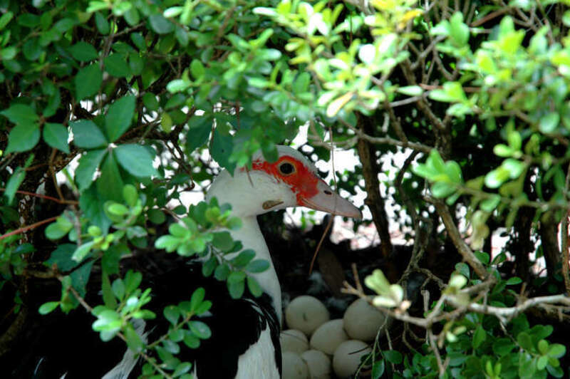 Lake Ella, Tallahassee, FL