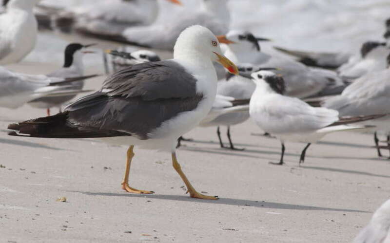Lesser Black-backed Gull Larus fuscus (center) and Cabot's Terns Thalasseus acuflavidus, Clearwater Beach, Florida