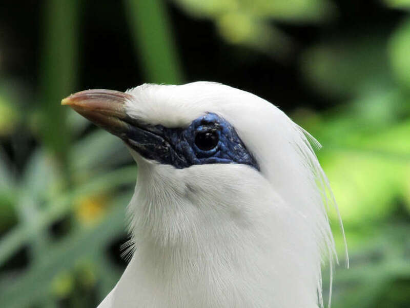 A Bali Starling at Topeka Zoo, Kansas, USA.