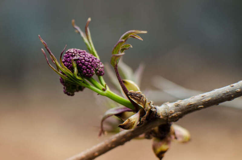 500px provided description: Lilac Lolitta [#spring ,#flower ,#bud ,#purple ,#lilac ,#vermont ,#stowe]