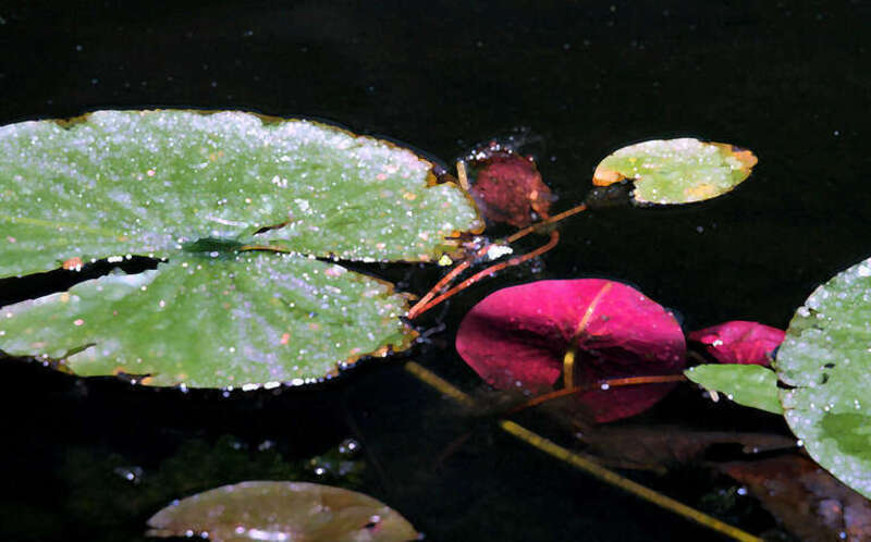Lilypads, Lake Phalen, Maplewood 7/6/07