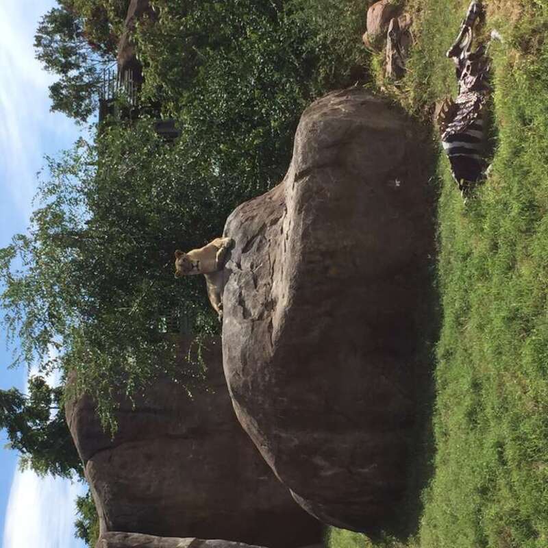 Lioness with (imitated) zebra kill, Sedgwick County Zoo