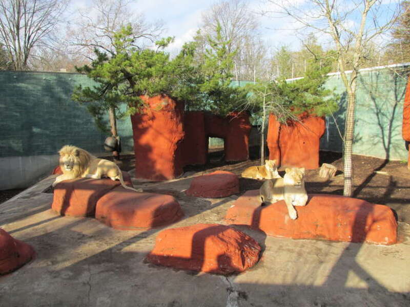 Lions, Capron Park Zoo, Attleboro Massachusetts